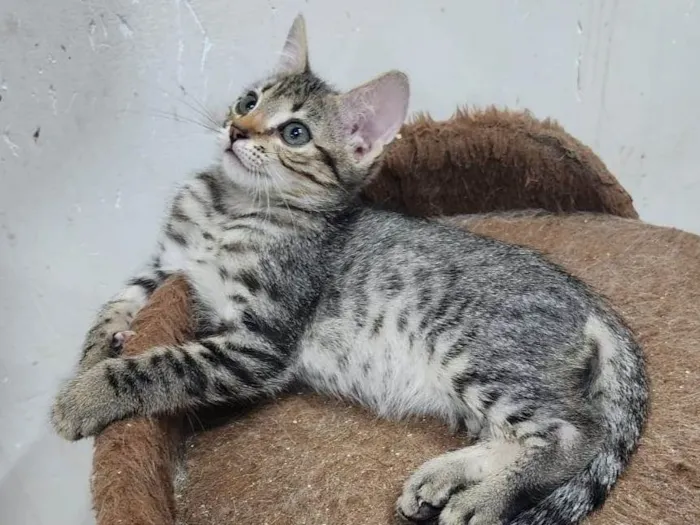 Gato ra a Srd idade 2 a 6 meses nome Lily e Lana