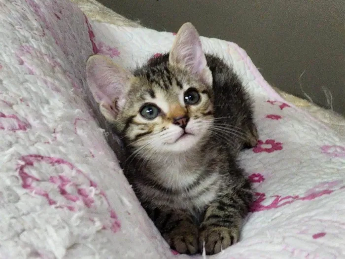 Gato ra a Srd idade 2 a 6 meses nome Lily e Lana