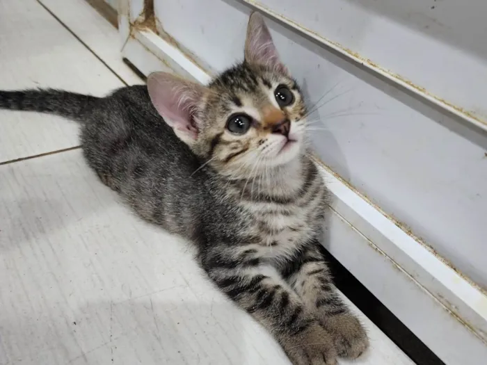 Gato ra a Srd idade 2 a 6 meses nome Lily e Lana