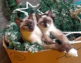 Bela e Belinha