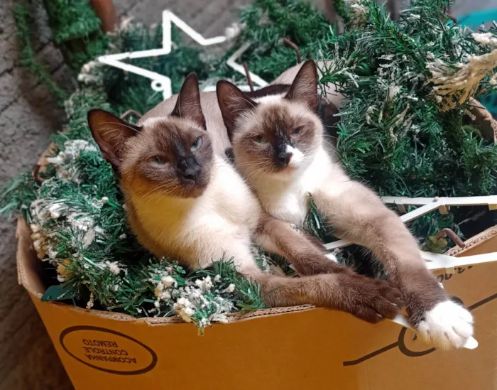 Gato ra a Siamês idade 7 a 11 meses nome Bela e Belinha