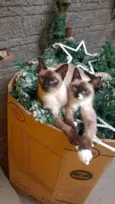 Bela e Belinha
