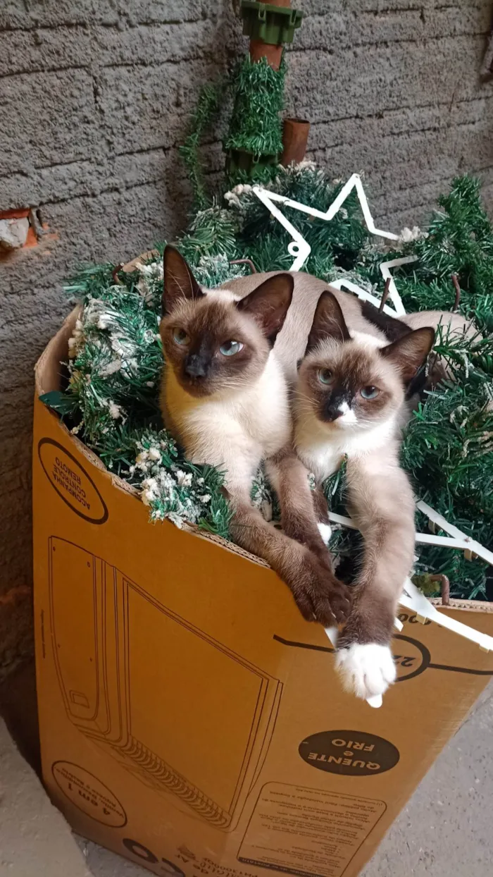 Gato ra a Siamês idade 7 a 11 meses nome Bela e Belinha