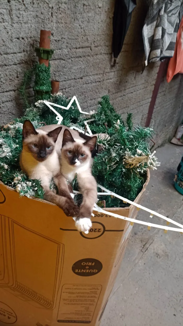Gato ra a Siamês idade 7 a 11 meses nome Bela e Belinha