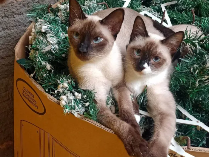 Gato ra a Siamês idade 7 a 11 meses nome Bela e Belinha