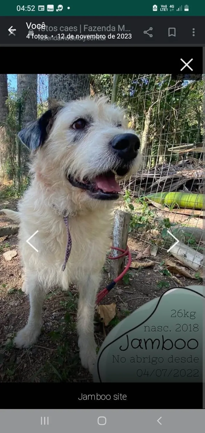 Cachorro ra a SRD-ViraLata idade 5 anos nome Jamboo