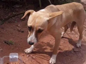 Cachorro raça SRD-ViraLata idade 7 a 11 meses nome Sem nome