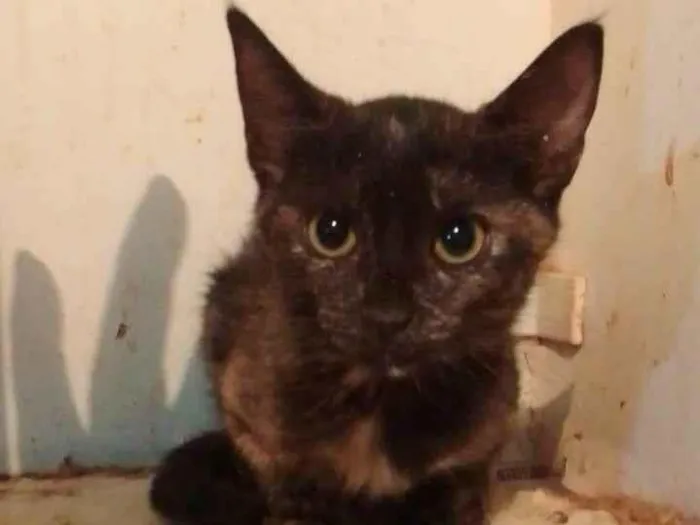 Gato ra a Srd idade 2 a 6 meses nome Florzinha