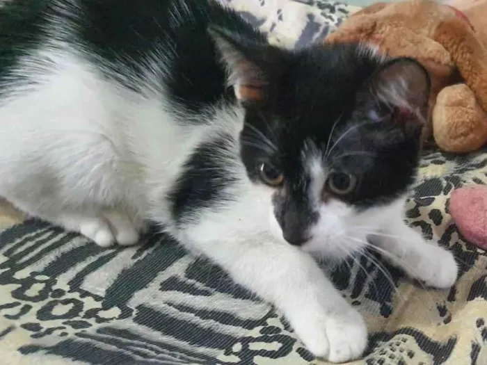 Gato ra a Srd idade 2 a 6 meses nome Vakinha
