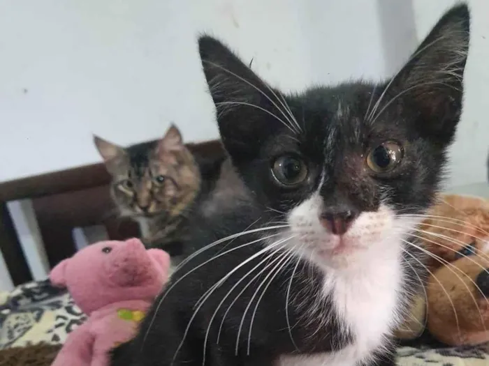 Gato ra a Srd idade 2 a 6 meses nome Batman 
