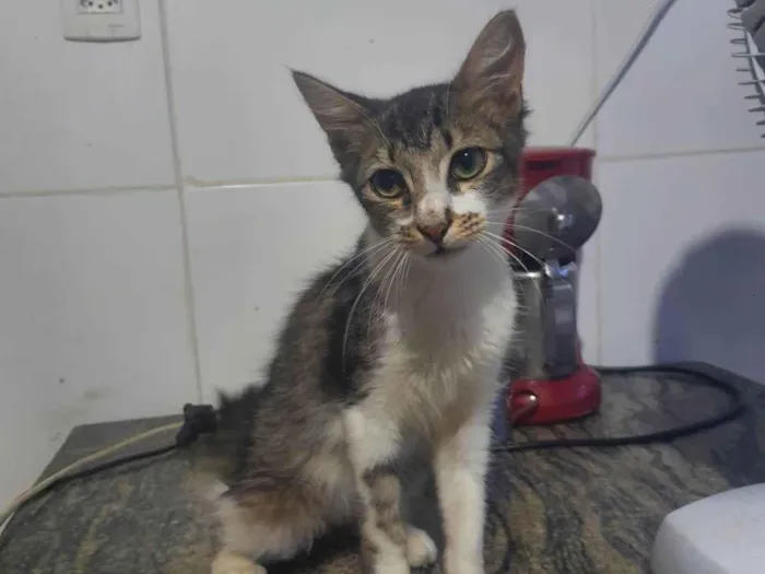 Gato ra a Srd idade 2 a 6 meses nome .......