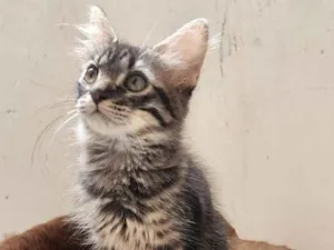 Gato raça Srd idade 2 a 6 meses nome Leon
