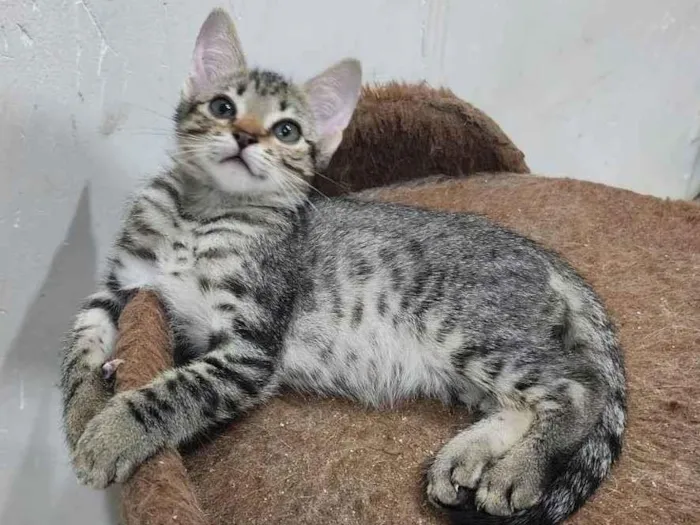 Gato ra a Srd idade 2 a 6 meses nome Lily e Lana