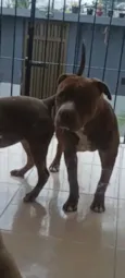 Scooby 