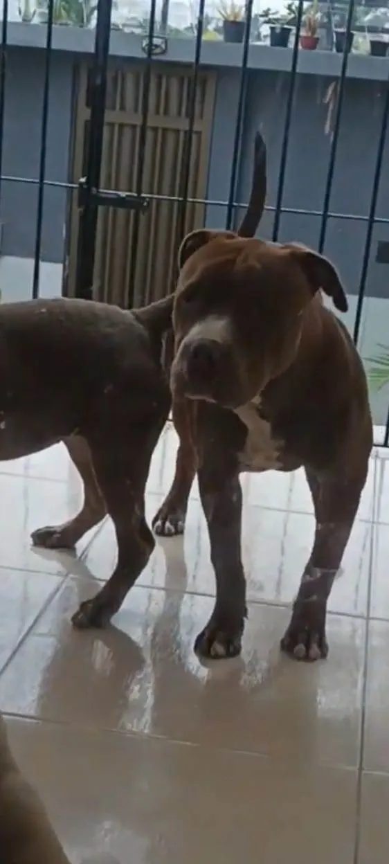 Cachorro ra a Pit-Bull moster idade 7 a 11 meses nome Scooby 