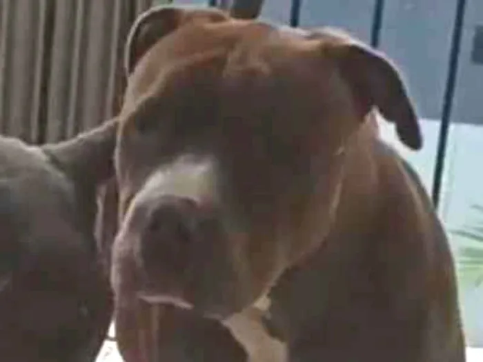 Cachorro ra a Pit-Bull moster idade 7 a 11 meses nome Scooby 