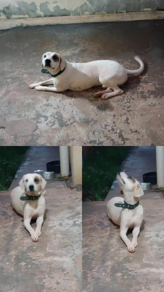 Cachorro ra a Box/Vila lata  idade 2 anos nome Bruce 