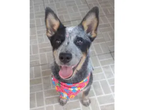 Cachorro raça Boiadeiro australiano/ Blueheeler idade 7 a 11 meses nome Vênus 