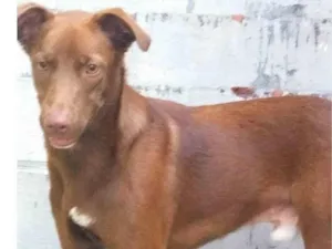 Cachorro raça SRD-ViraLata idade 1 ano nome LUCKY