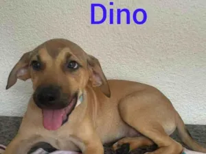 Cachorro raça SRD-ViraLata idade 2 a 6 meses nome Dino