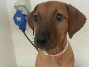 Cachorro raça SRD-ViraLata idade 2 a 6 meses nome Jujuba 