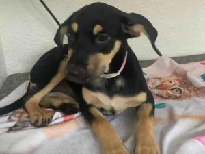 Cachorro raça SRD-ViraLata idade 2 a 6 meses nome Sol