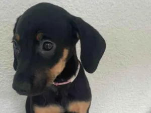 Cachorro raça SRD-ViraLata idade 2 a 6 meses nome Nina