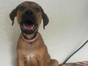 Cachorro raça SRD-ViraLata idade 2 a 6 meses nome Donna