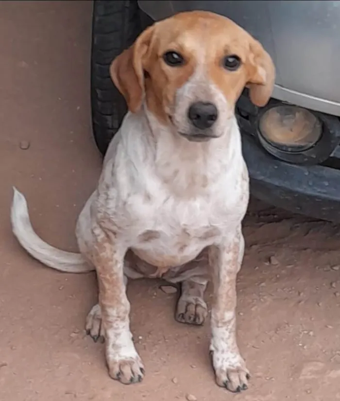 Cachorro ra a SRD-ViraLata idade 7 a 11 meses nome Clara