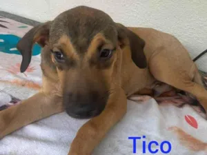 Cachorro raça SRD-ViraLata idade 2 a 6 meses nome Tico