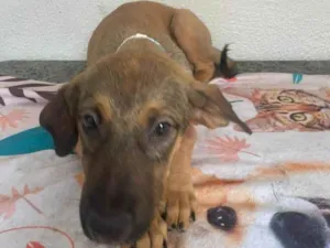 Cachorro raça SRD-ViraLata idade 2 a 6 meses nome Teco