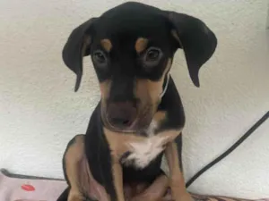 Cachorro raça SRD-ViraLata idade 2 a 6 meses nome Luck