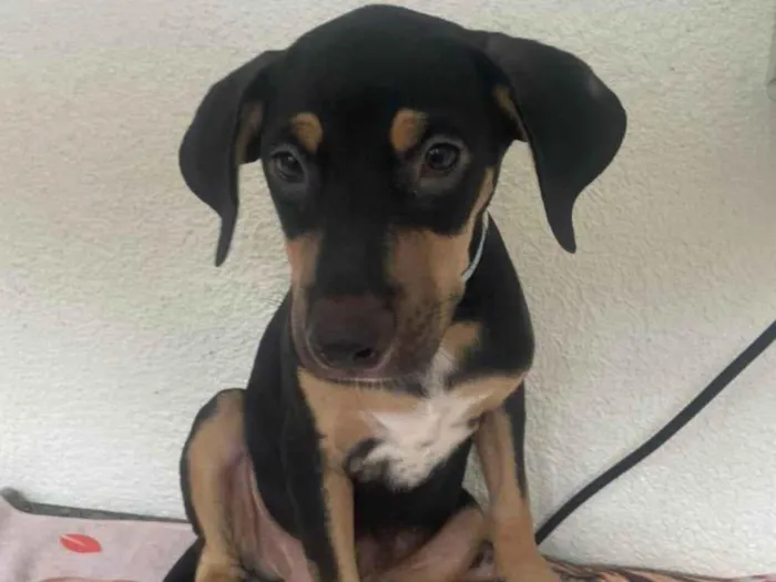 Cachorro ra a SRD-ViraLata idade 2 a 6 meses nome Luck