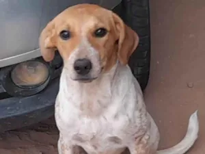 Cachorro raça SRD-ViraLata idade 7 a 11 meses nome Clara