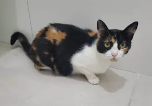 Gato raça SRD-ViraLata idade 3 anos nome Brownie