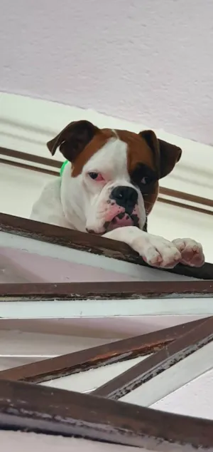 Cachorro raça Boxer idade 3 anos nome Thor