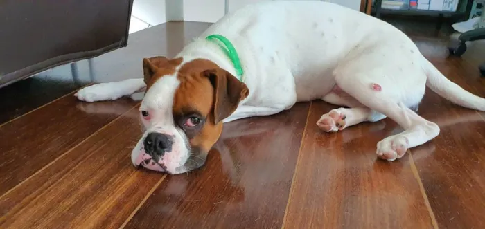 Cachorro ra a Boxer idade 3 anos nome Thor