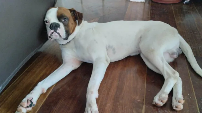 Cachorro ra a Boxer idade 3 anos nome Thor
