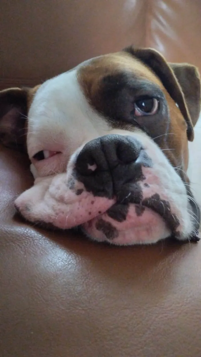 Cachorro ra a Boxer idade 3 anos nome Thor