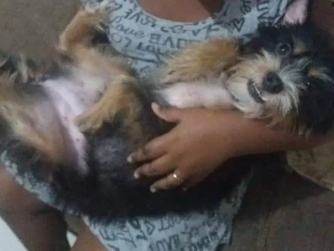 Cachorro ra a SRD-ViraLata idade 3 anos nome Ludimila