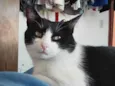Mingau
