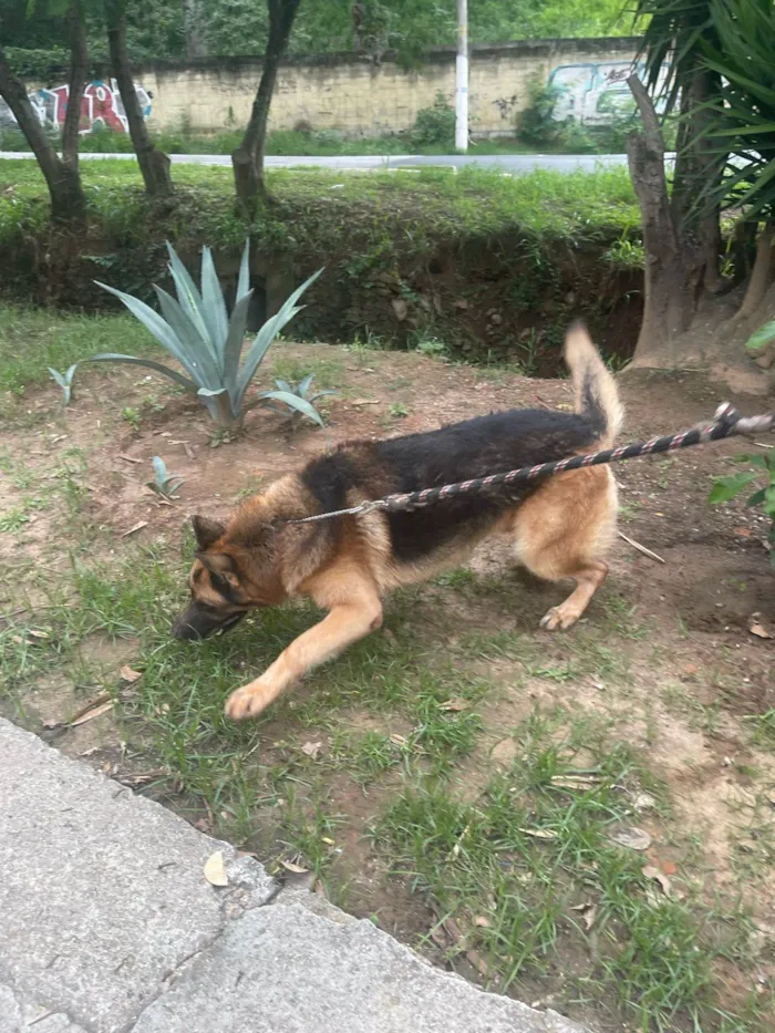 Cachorro ra a Pastor Alemão Capa Preta idade 6 ou mais anos nome Lobo