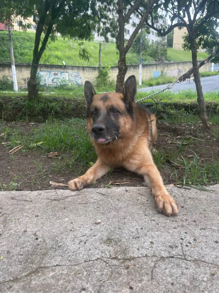 Cachorro ra a Pastor Alemão Capa Preta idade 6 ou mais anos nome Lobo