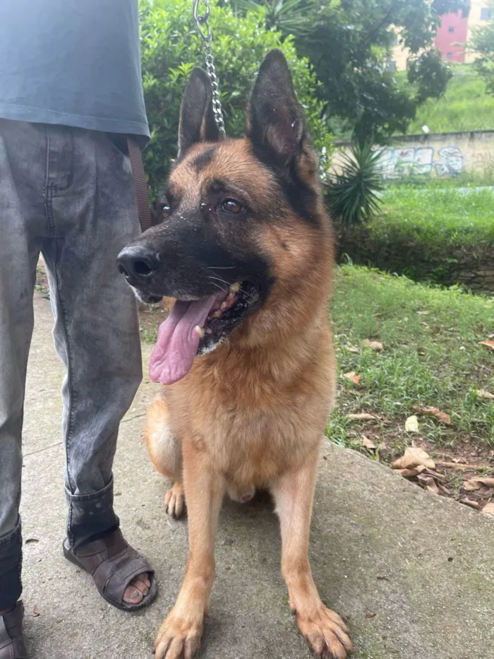 Cachorro ra a Pastor Alemão Capa Preta idade 6 ou mais anos nome Lobo