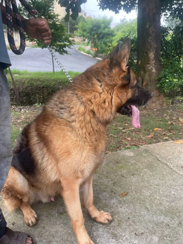 Cachorro ra a Pastor Alemão Capa Preta idade 6 ou mais anos nome Lobo