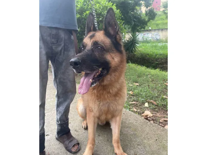 Cachorro ra a Pastor Alemão Capa Preta idade 6 ou mais anos nome Lobo