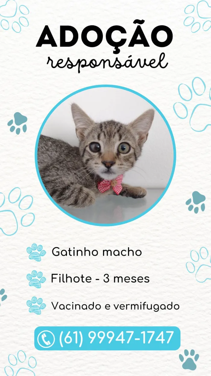 Gato ra a SRD-ViraLata idade 2 a 6 meses nome Fred