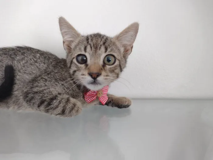 Gato ra a SRD-ViraLata idade 2 a 6 meses nome Fred
