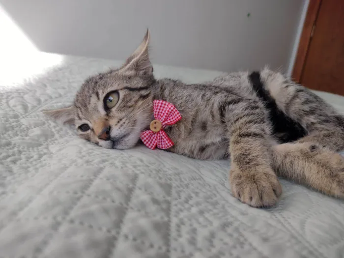 Gato ra a SRD-ViraLata idade 2 a 6 meses nome Fred