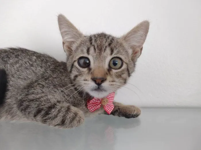 Gato ra a SRD-ViraLata idade 2 a 6 meses nome Fred